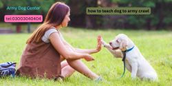 Learn How To Teach Your Dog Army Crawl