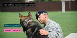 Learn How To Train Your Dog To Army Crawl? 