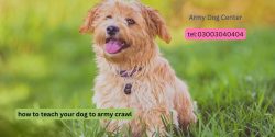 Your Dog to Army Crawl 