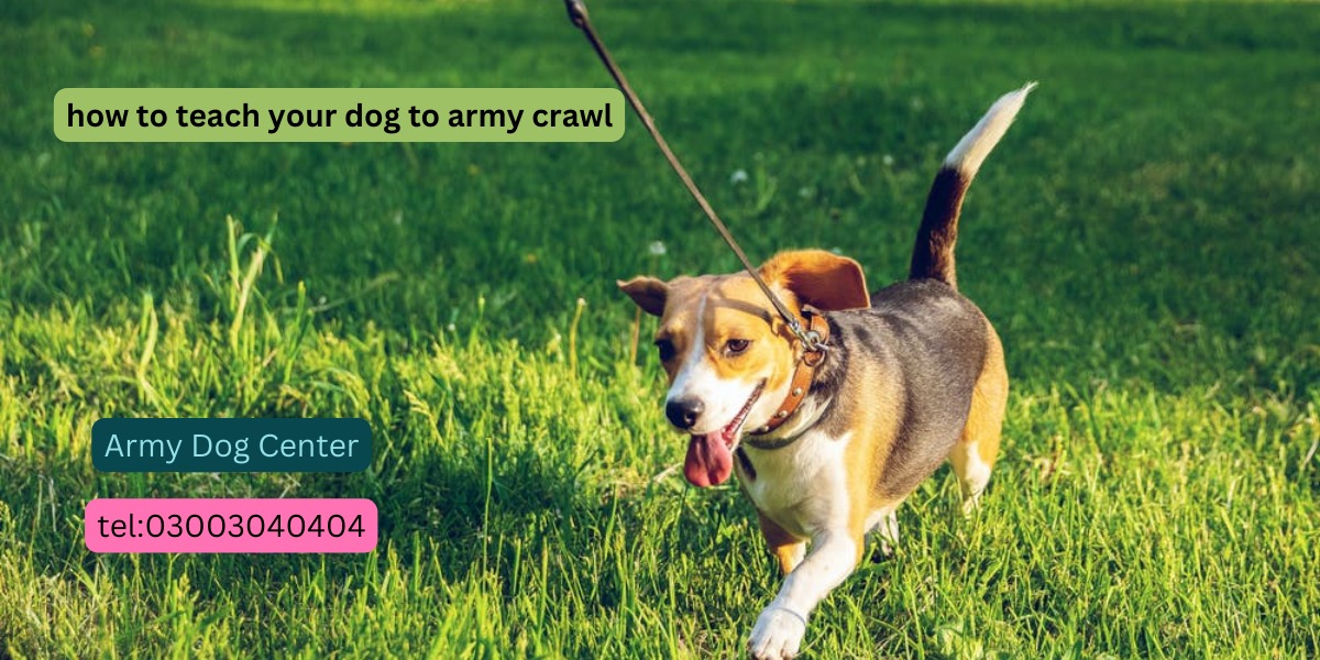 Your Dog to Army Crawl
