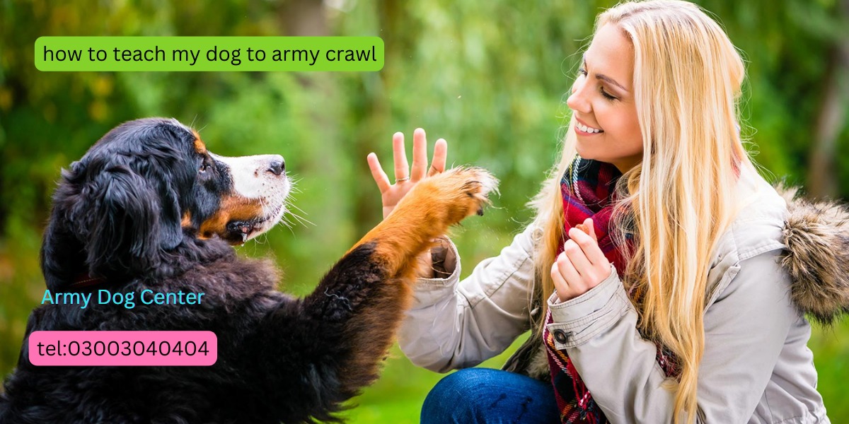 Learn How to Teach Your Dog to Army Crawl