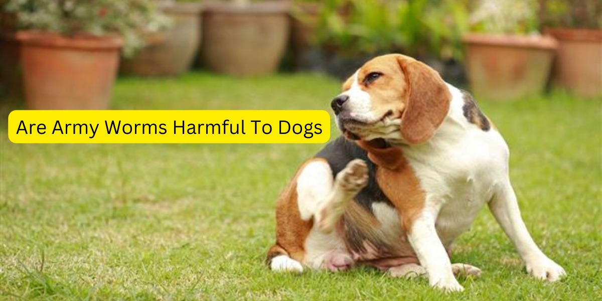 Are Army Worms Harmful To Dogs