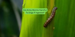 Are Army Worms Harmful To Dogs If Ingested?