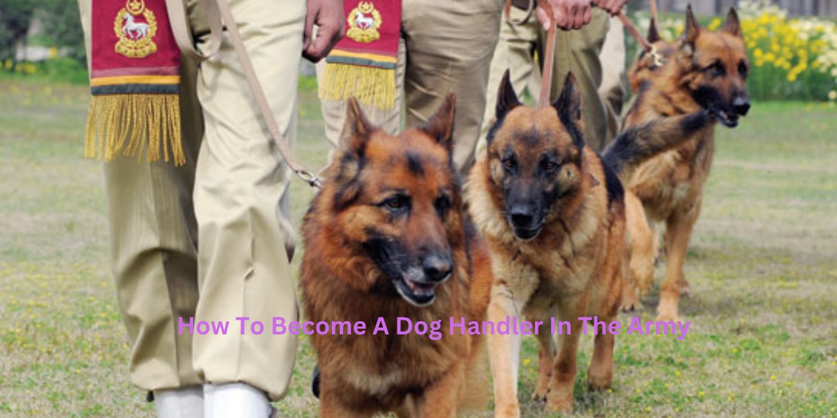 How To Become A Dog Handler In The Army