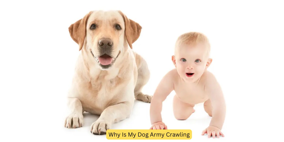 Army Crawling in Dogs