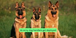 Do Army Dog Handlers Get Deployed?