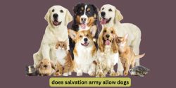 Does Salvation Army Allow Dogs?