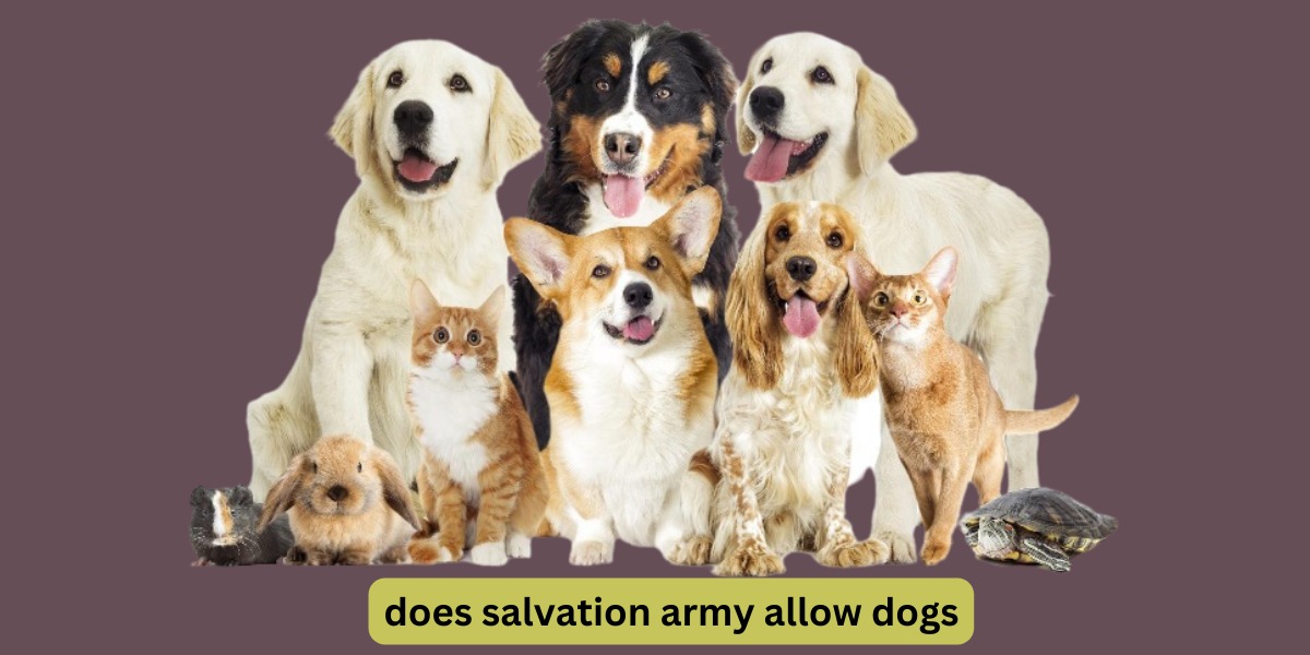 Does Salvation Army Allow Dogs? Exploring the Army Dog Center