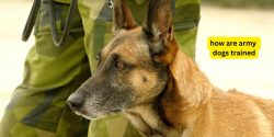How Are Army Dogs Trained?
