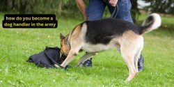 How Do You Become A Dog Handler In The Army