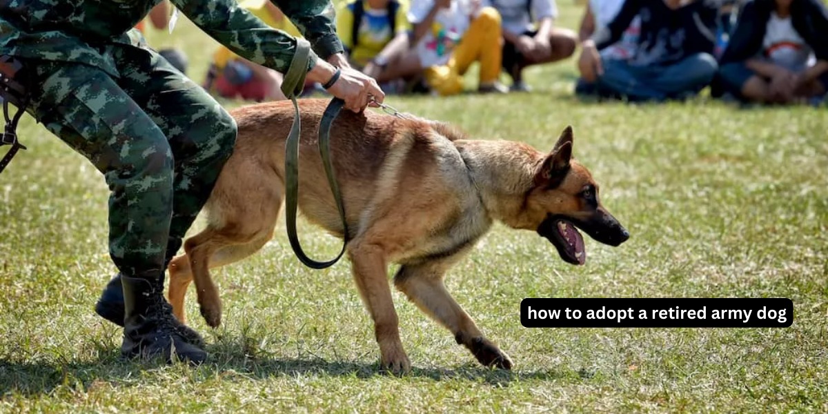 How To Adopt A Retired Army Dog