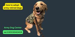 How To Adopt Army Retired Dogs