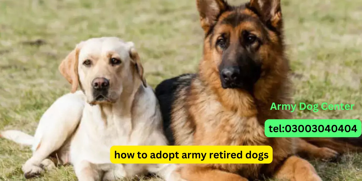 How To Adopt Army Retired Dogs
