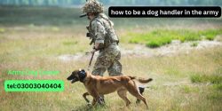 How to Become a Dog Handler in the Army 