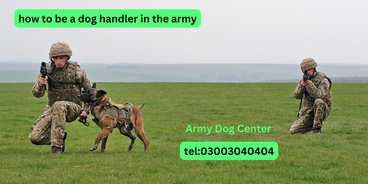 How to Become a Dog Handler in the Army