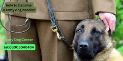 How to Become an Army Dog Handler?