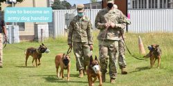 How to Become an Army Dog Handler