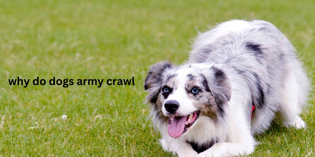 why do dogs army crawl