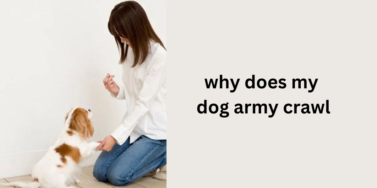 Why Does My Dog Army Crawl