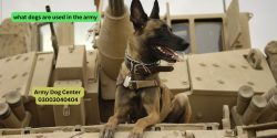 What Dogs Are Used In The Army?