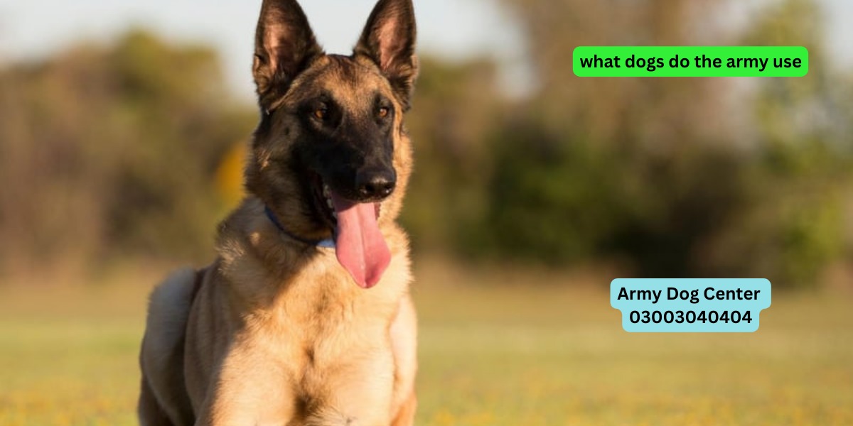 What Dogs Do The Army Use?