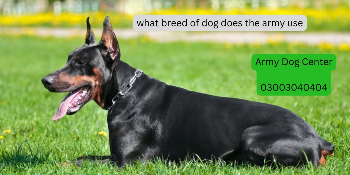 the Breeds of Dogs Used in the Army