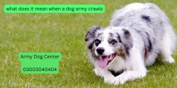 What Does It Mean When A Dog Army Crawls?