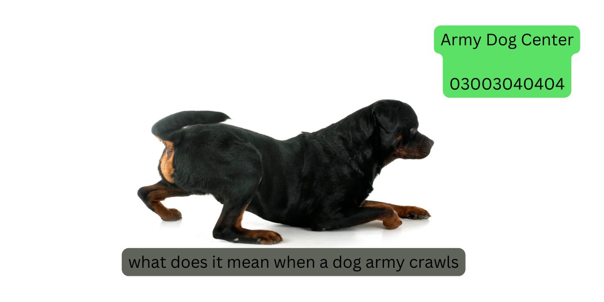 What Does It Mean When A Dog Army Crawls?