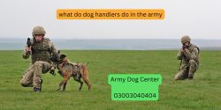 the Heroism of Army Dog Center in Multan