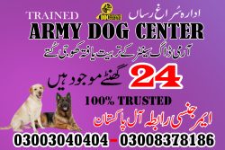 Trained Army dogs in Pakistan