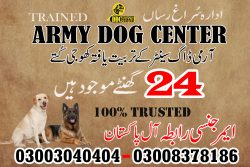 Trained Army Dogs 