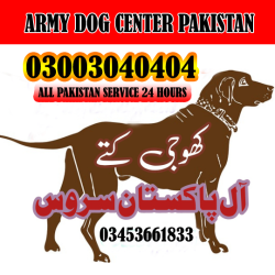 army dog center, army dog center karachi, army dog center baldia town karachi, army dog center hyderabad, army dog center gwadar, army dog center turbat, army dog centre, khoji kutte, khoji kutta, khoji dog center karachi, khoji kutte karachi,